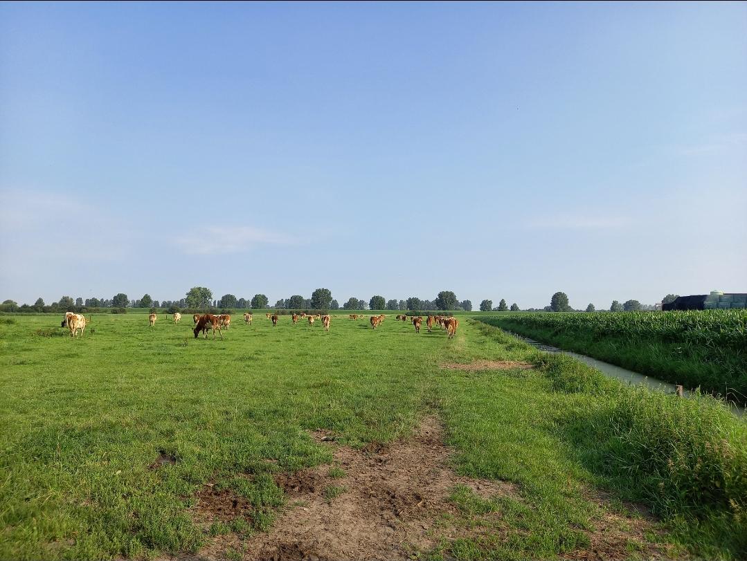 Kühe_auf_der_Weide_Holland_Schuwey.jpg